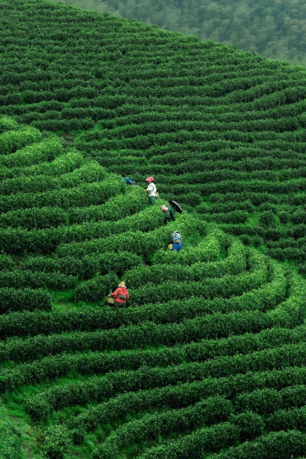 Herbal Tea Cultivation