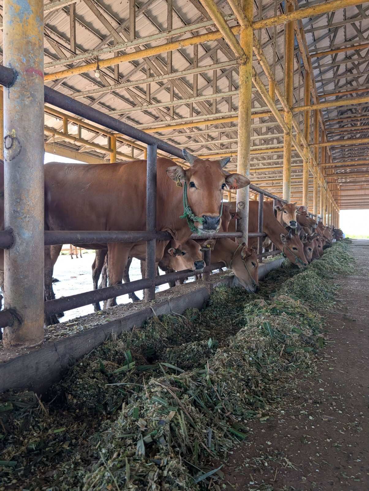 Organic Dairy Farming