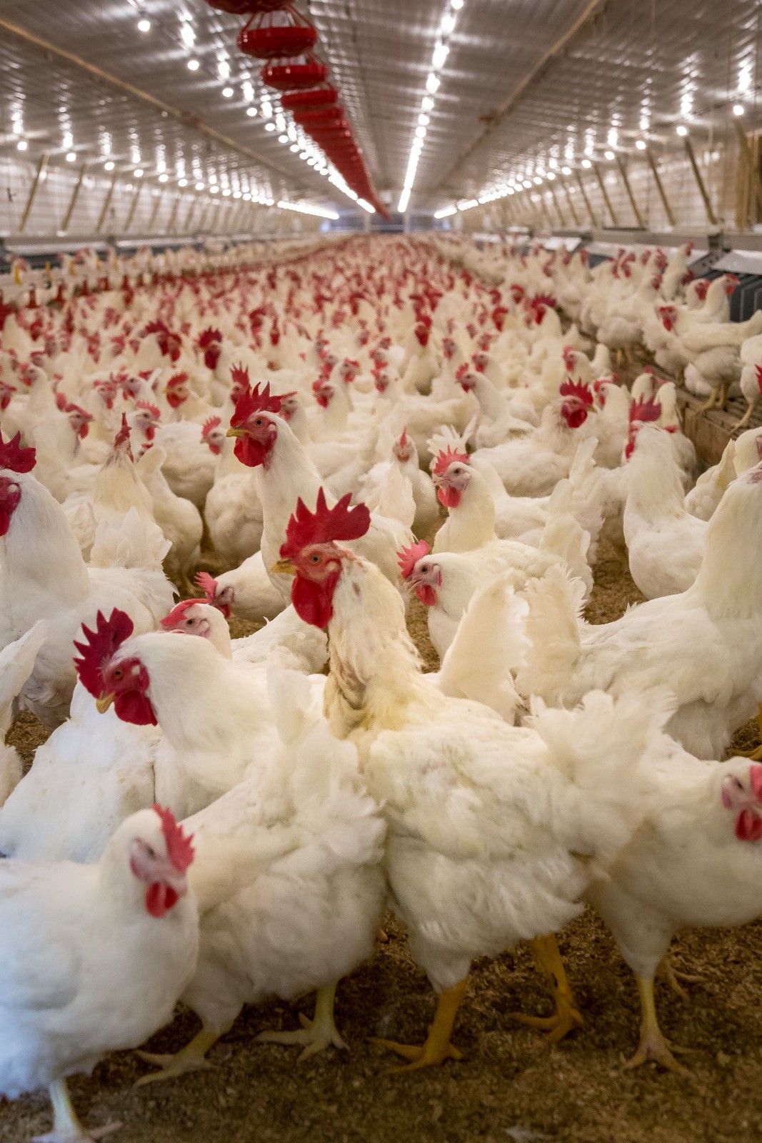 Farm Fresh Eggs