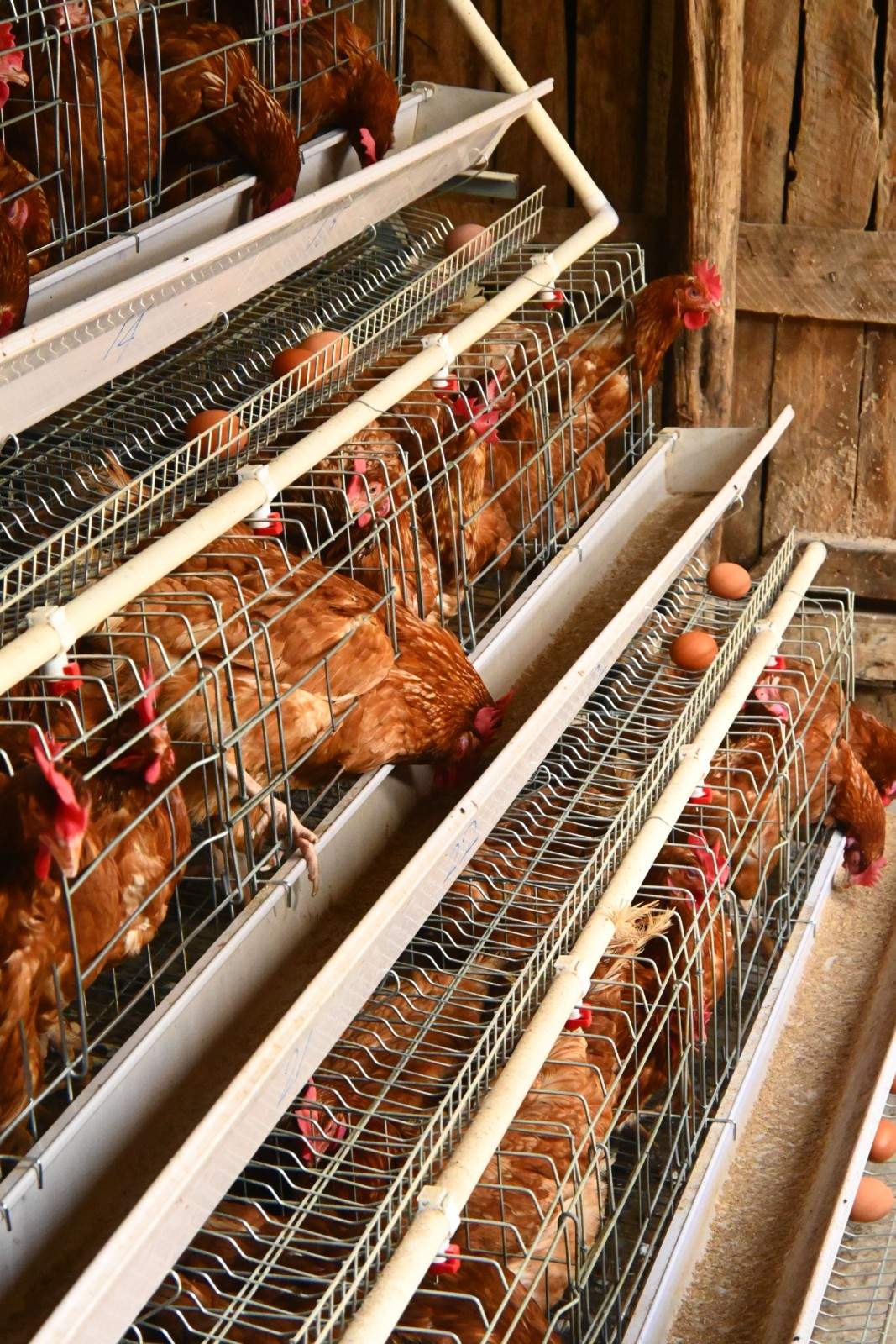 Cliffside Organics Farm Fresh Eggs